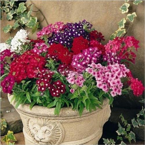 Mine Çiçeği *(Verbena Grandiflora)