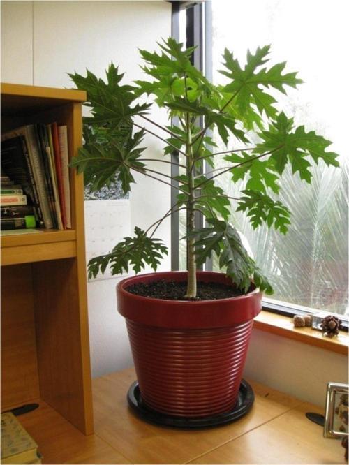 Cüce Papaya Tohumu 5 Tohum+saksı+toprak