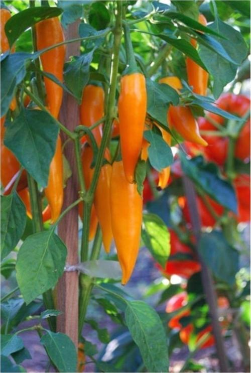 Orozco Turuncu Chili Biberi 5 Tohum