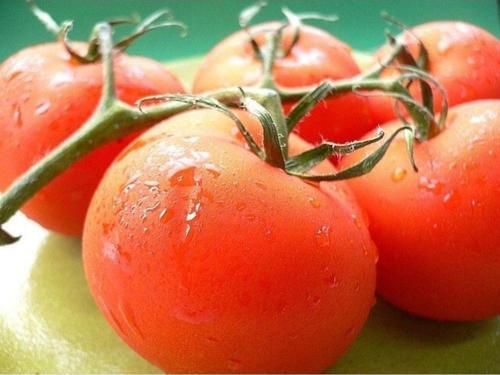 Osmanlı Domatesi Tohumu [ Ev Bahçe]