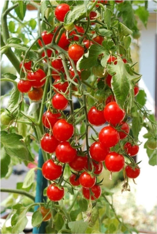 Delıcıous Salkım Cherry Domates 25 Tohum