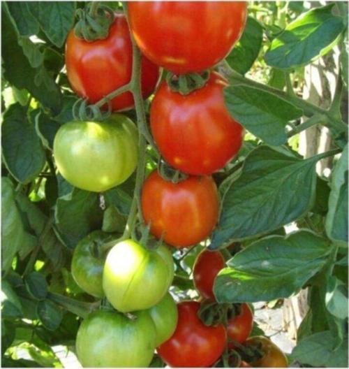 Para Yapıcı Domates (moneymaker) 10 Tohum