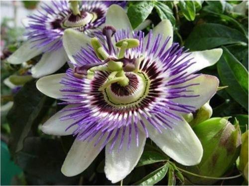 Passiflora (Saat Çiçeği) 5 Adet Tohum