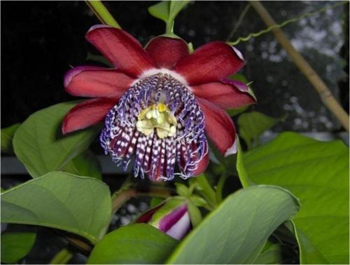 Passiflora Alata *5 Adet Tohum