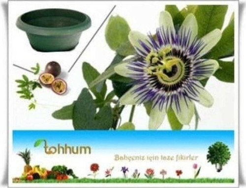 PASSİFLORA* 5 ADET TOHUM+SAKSI+TOPRAK