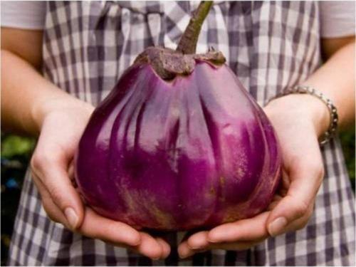 Dev Patlıcan Tohumu