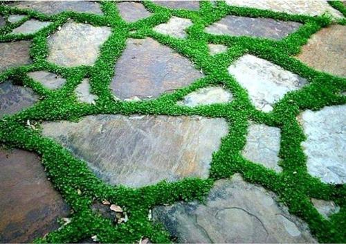Dichondra Repens Fare Kulağı Tohumu 500+ Tohum