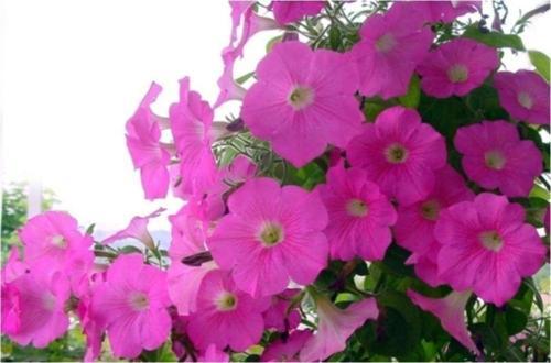 Pembe Sabah Sefası* 10+ Tohum