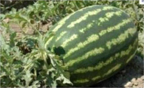 Diyarbakır Karpuz Tohumu