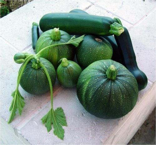 Dolmalık Kabak Tohumu