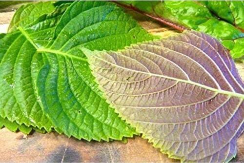 Perilla Yeşil Biftek Otu Tohumu (shiso Green)