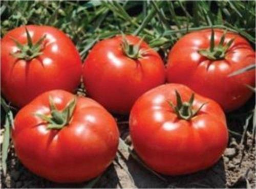 Geleneksel Oturak Domates Tohumu