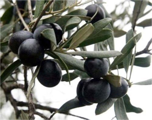 Gemlik Zeytin Fidanı 120-140 cm