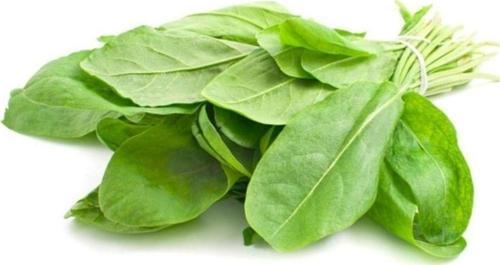 Geniş Yapraklı Kuzukulağı Tohumu