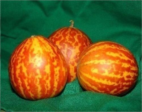 Plum Granny Kavun Tohumu