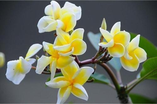 Plumeria (hint Mabet Ağacı) Tohumu