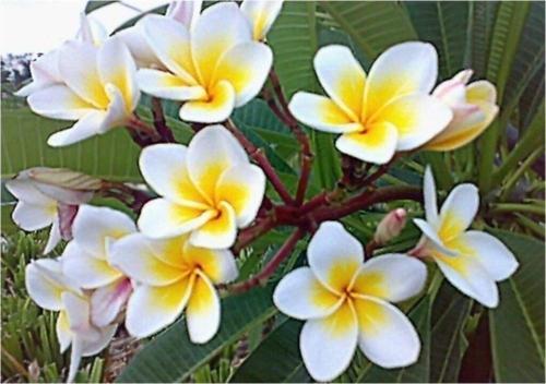 Plumeria (hint Mabet Ağacı) Tohumu*saksı-toprak