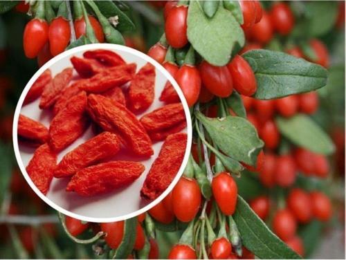 Gojiberry Meyvesi* 25+tohum