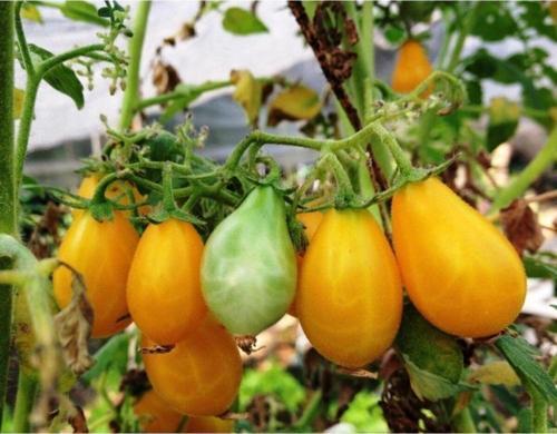 Ildi Domates 15 Tohum