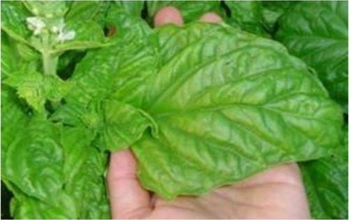 Iri Yapraklı Fesleğen