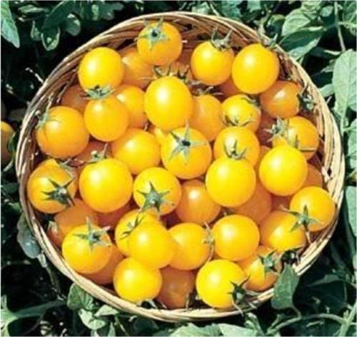 Saksılık Sarı Domates Tohumu