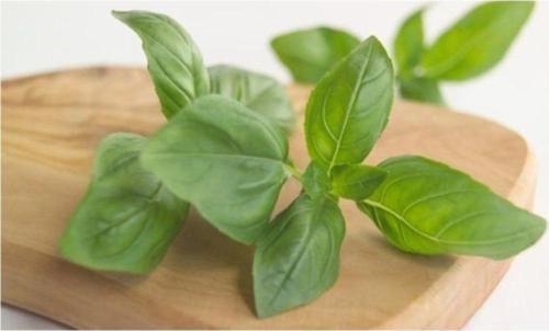 Iri Yapraklı Fesleğen