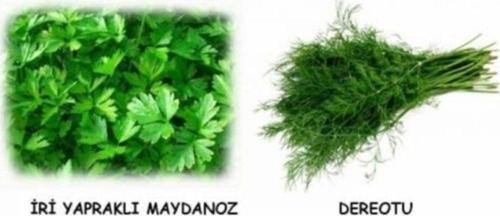 Saksıya Uygun Maydonoz Dereotu
