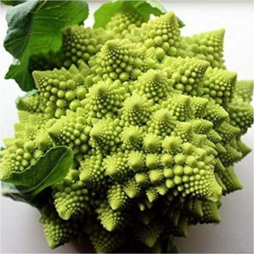 Italyan Romanesco Piramit Brokoli Tohumu