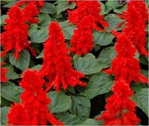 Salvia Red Ateş Çiçeği Tohumu