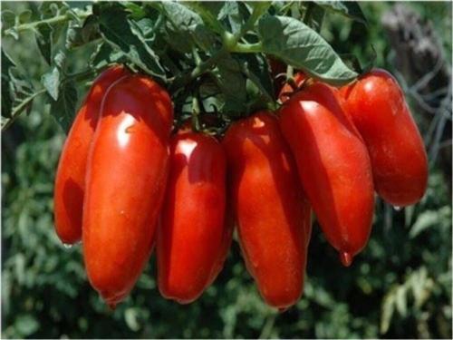 San Marzano Domates 25+ Tohum