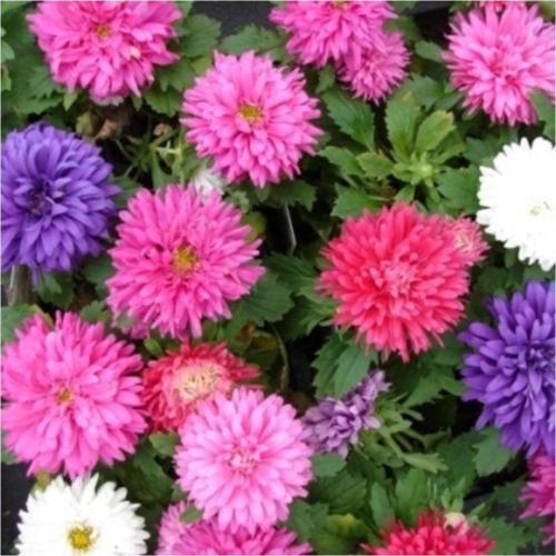 Saray Patı Çiçeği Tohumu