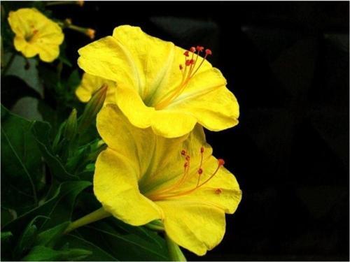 Sarı Akşam Sefası Tohumu