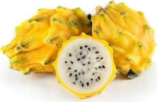 Sarı Ejder Meyvesi Tohumu 10+ tohum