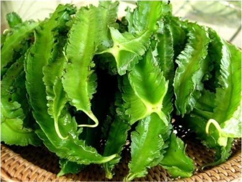 Kanatlı Fasulye Tohumu