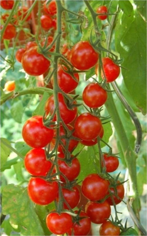 Sarkan Cherry Domates (Saksı Toprak Seti )