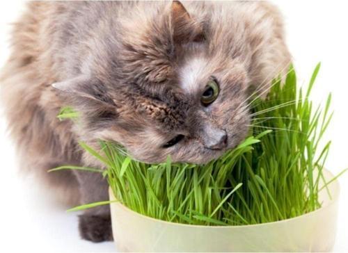 Kedi Çimi Tohumu 2000+tohum+saksı+toprak