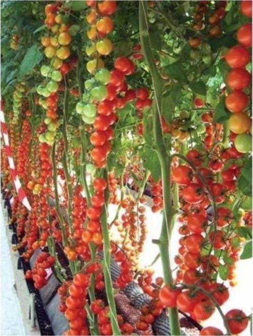 Sırık Cherry Domates* 25 Tohum