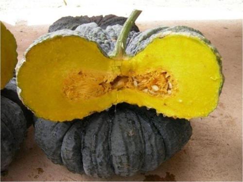 Siyah Bal Kabağı* 5 Adet Tohum