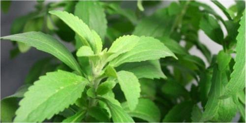 Stevia Şeker Otu Tohumu