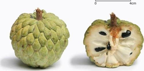 Sugarapple 2 Adet Tohum