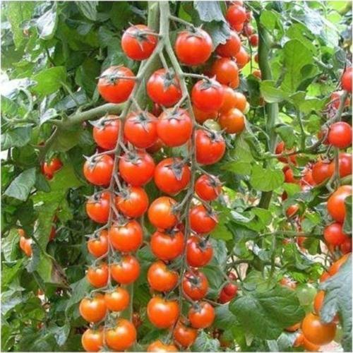Süper Sweet Cherry Domates