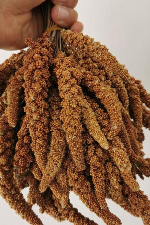 Tohumculuk Dal Darı-doğal Kızıl Daldarı Kuş Yemi 100 gr Kızıl