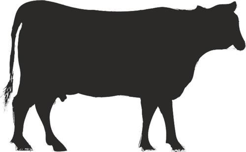 İNEK FOLYO STİCKER 130cm Uzunluk