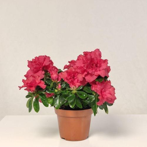 Açelya Çiçeği Koyu Pembe (15-20cm)