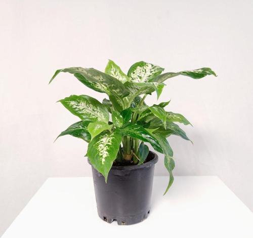 Difenbahya Camilla ( 25-35 cm)