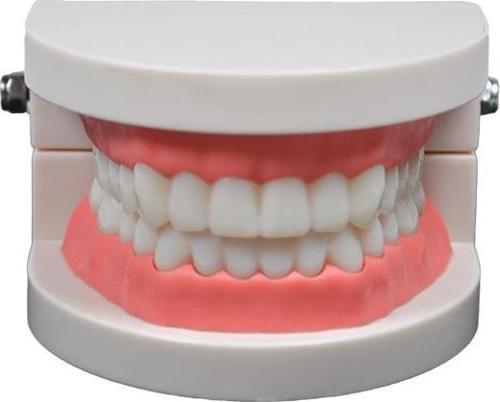Diş Modeli 8 cm