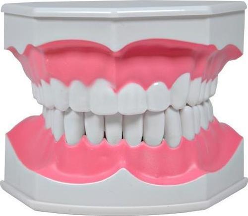 Diş Modeli Fırçalı 12 cm
