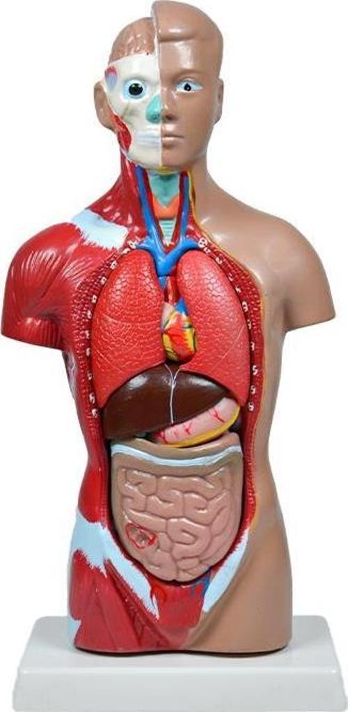 İnsan Vücudu Modeli 27 Cm