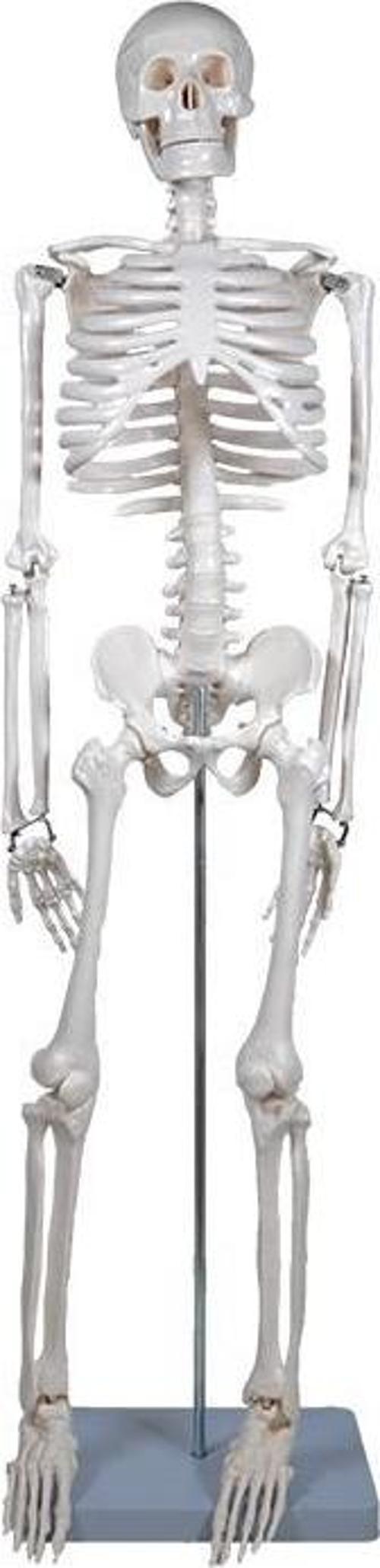 İskelet Modeli 85 Cm