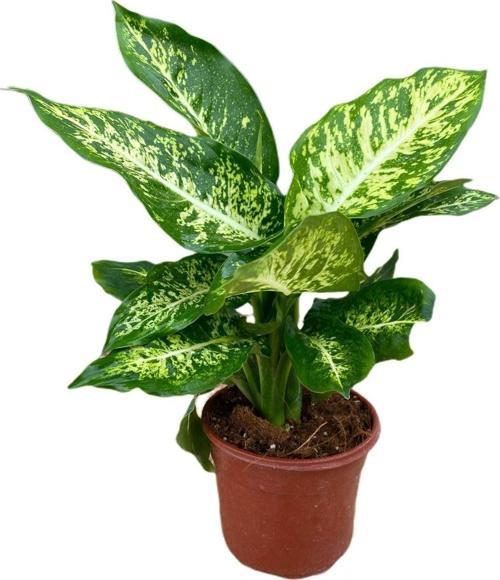 Difenbahya Bitkisi-Dieffenbachia Camilla 30-40 Cm